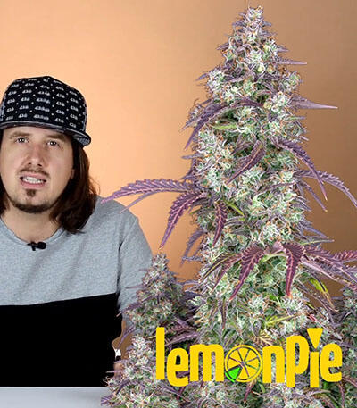 Семена сорта Lemon Pie Auto fem (FastBuds)