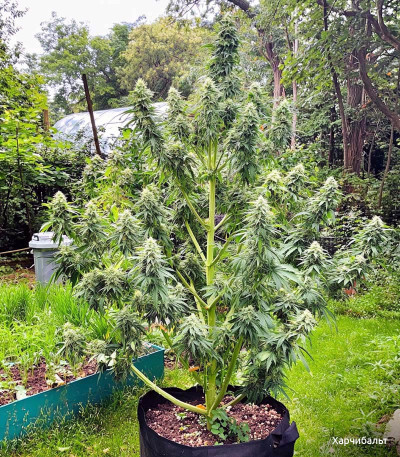 Семена сорта Gorilla fem (Семяныч)