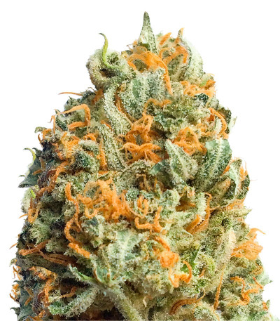 Семена сорта Fully Loaded Auto fem (Heavyweight Seeds)