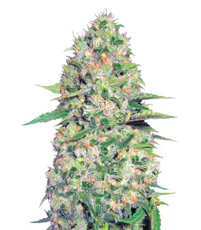 Семена сорта Auto Jack Hair fem