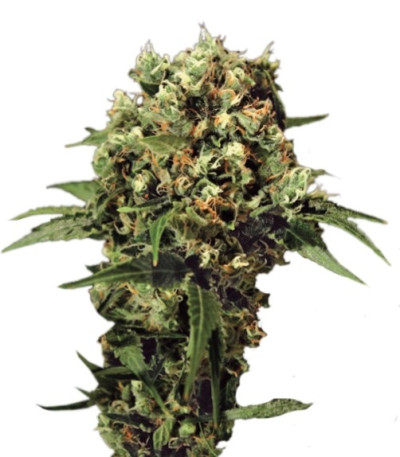 Семена сорта Kalashnikova Auto fem