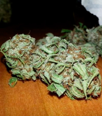 Семена сорта Auto Bubble fem (Female Seeds)