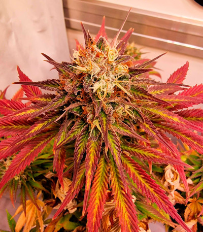 Семена сорта Frosted Guava fem (Original Sensible Seeds)