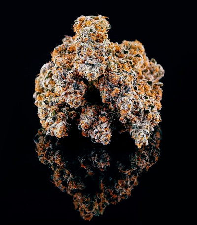 Семена сорта La Bomba fem (Compound Genetics)