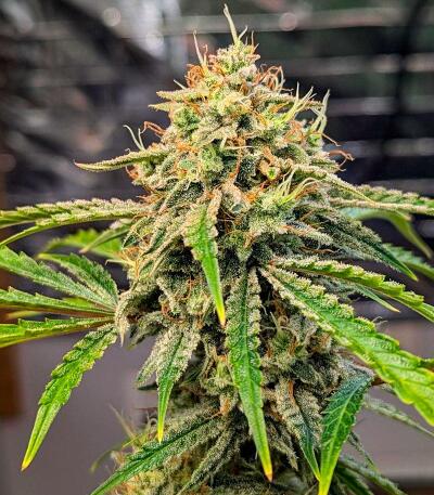 Семена сорта Peach Crescendo Auto RF3 fem (Ethos Genetics)