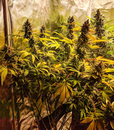 Семена сорта Pink Rozay fem (Original Sensible Seeds)