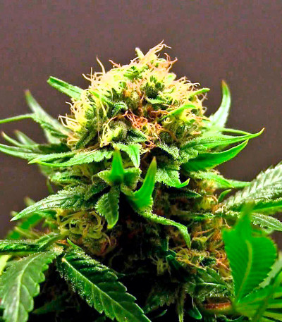 Семена сорта Shark Attack fem (Dinafem Seeds)