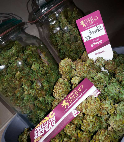 Семена сорта Skunk XL fem (Royal Queen Seeds)