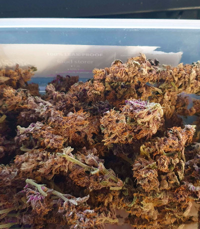 Семена сорта Tropicanna Poison F1 Fast Version (Sweet Seeds)