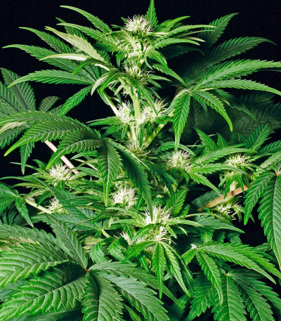 Семена сорта White Russian fem (Serious Seeds)