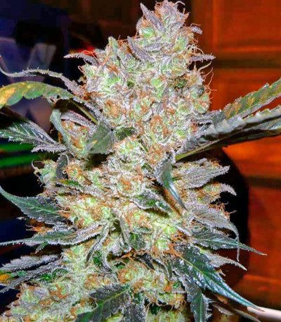 Семена сорта King’s Kush fem