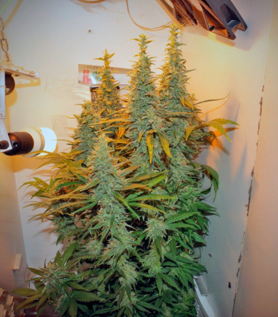 Семена сорта Ladyburn 1974 fem