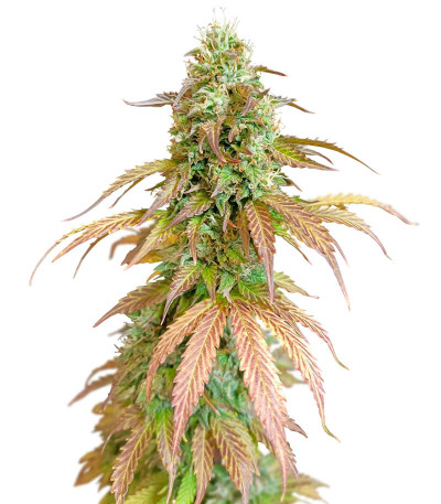 Семена сорта Gelato Auto fem (Herbies Seeds)