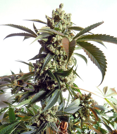 Сорт марихуаны Laughing Buddha