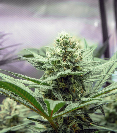 Семена сорта Wedding Cake fem (Cali Buds Seeds)