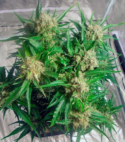 Семена конопли Cream Caramel Auto (Sweet Seeds)