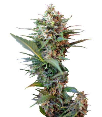 Семена сорта Big Devil XL Auto fem (Sweet Seeds)