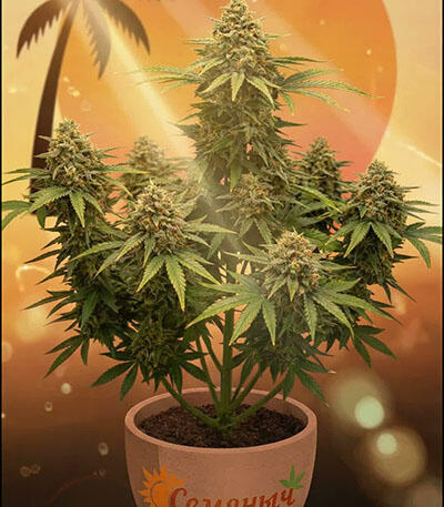 Семена сорта Florida Sunrise Auto fem (7CH American)