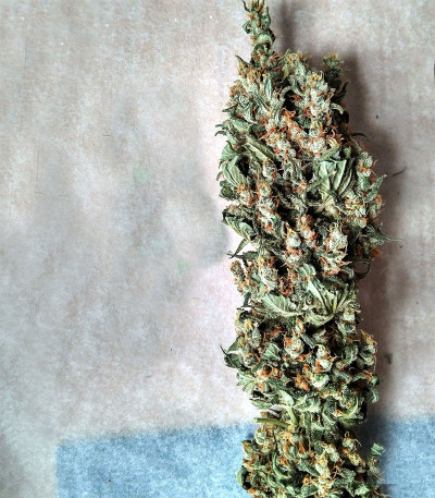 Семена сорта NYC Diesel fem (Sweet Seeds)