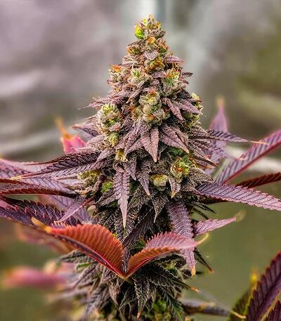 Семена сорта Punchberry Cookies RBX fem (Ethos Genetics)