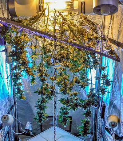 Семена сорта Thai Fantasy Max Auto fem