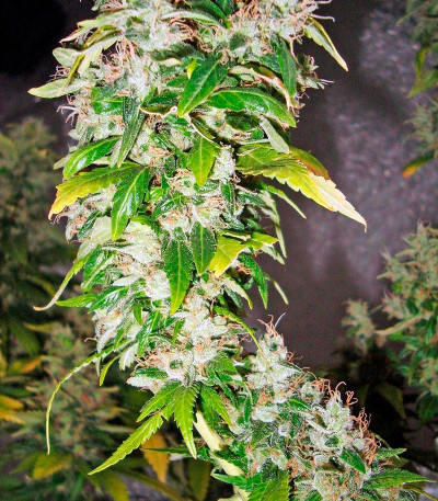 Семена сорта White Rhino fem (Nirvana Seeds)