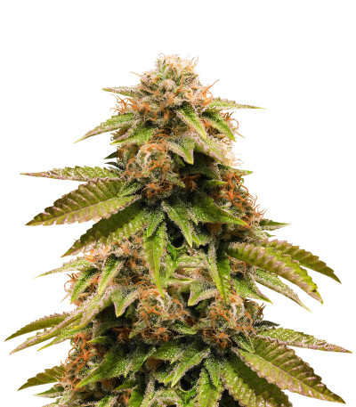 Семена сорта Gorilla Breath fem (Humboldt Seeds)