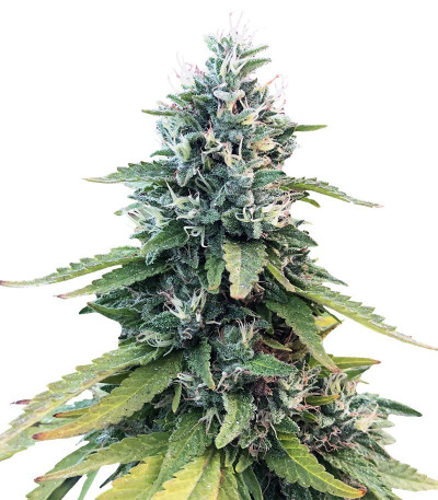 Микс семян конопли High THC Photo Mix fem (Семяныч)