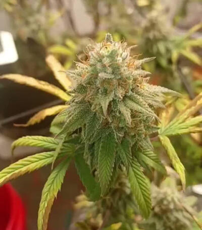 Семена сорта Ethos Cookies R2 fem (Ethos Genetics)