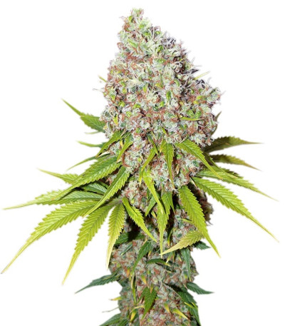 Семена сорта Ice fem (Nirvana Seeds)
