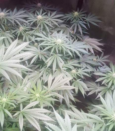 Семена сорта Crystal Queen fem (Vision Seeds)