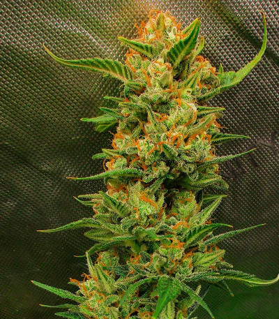 Семена сорта Sour Jealousy Auto fem (FastBuds)