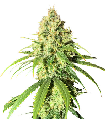 Семена сорта Vitality fem (AlphaFem Seeds)