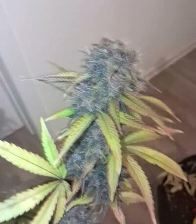 Семена сорта Fastberry auto fem