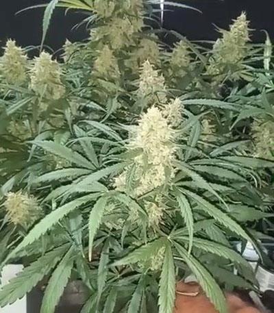 Семена сорта Apple Betty Auto fem (Herbies Seeds)