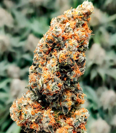 Семена сорта Shiskaberry fem (Семяныч)