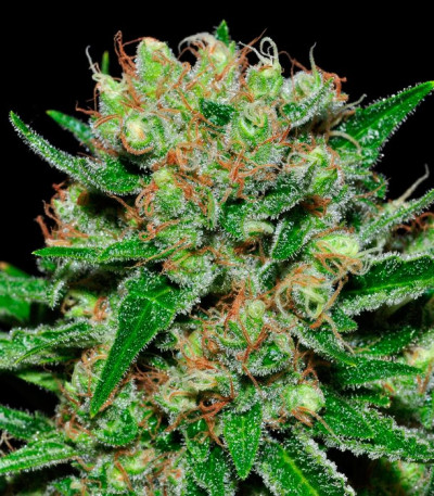 Семена сорта Veneno fem