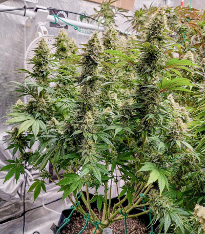 Семена сорта White Widow fem (Dutch Passion)