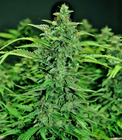 Семена сорта CBD Green Crack Auto fem (Семяныч)