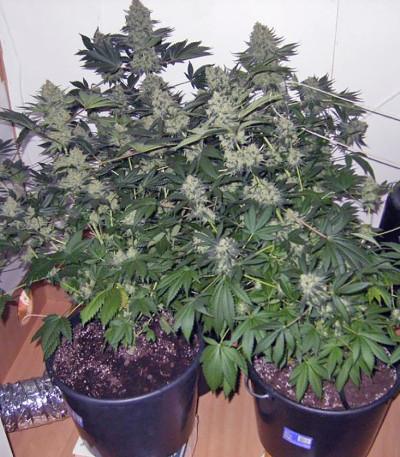 Семена сорта Jacky White fem (Paradise Seeds)