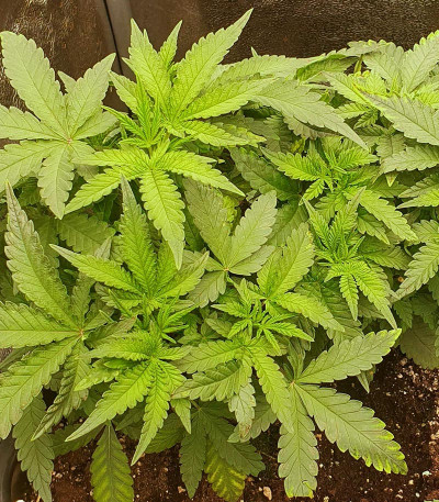 Семена сорта Sour Strawberry fem (Barney's Farm)