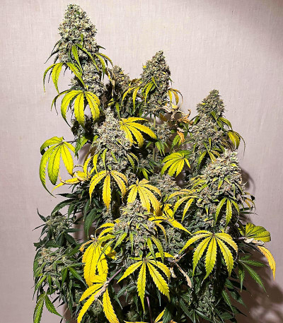 Сорт конопли Green Gelato Automatic fem (RQS)