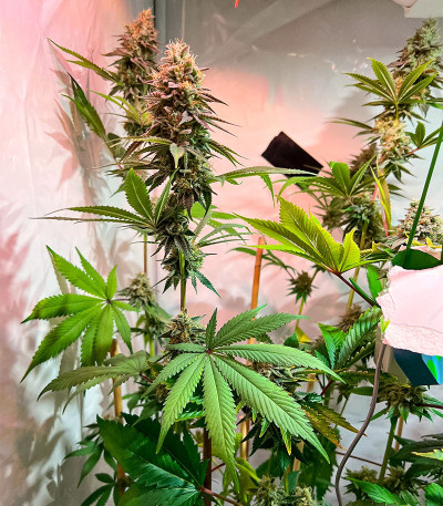 Семена сорта HighCloudZ fem (Green House Seeds)