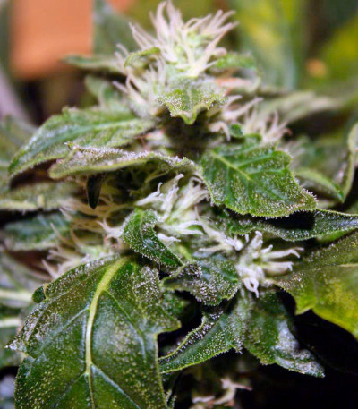 Сорт каннабиса Moby Dick