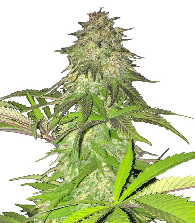 Семена сорта Lord Kush fem (Delicious Seeds)