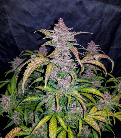 Семена сорта Blackberry auto fem (FastBuds)