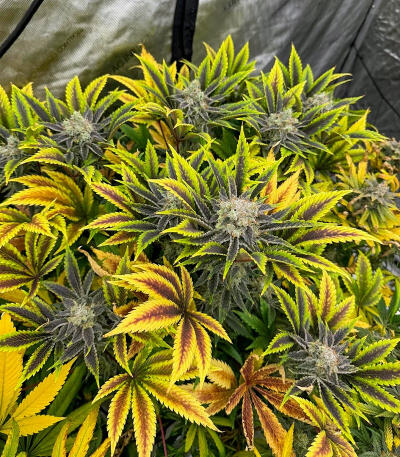 Семена сорта Bruce Banner × Pineapple (7CH Seeds & Cali Buds Seeds)