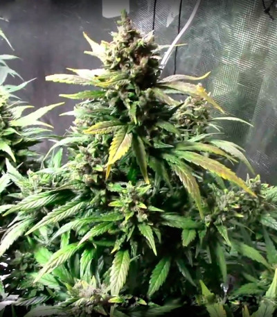 Семена сорта Dizzy Lights Auto fem (Dr. Krippling Seeds)