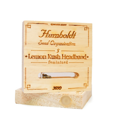 Семена сорта Lemon Kush Headband fem