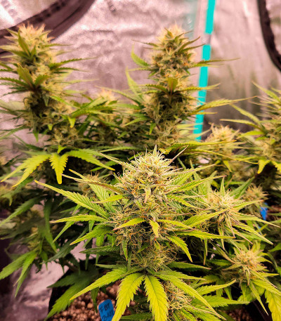 Семена сорта Sour Jealousy Auto fem (FastBuds)